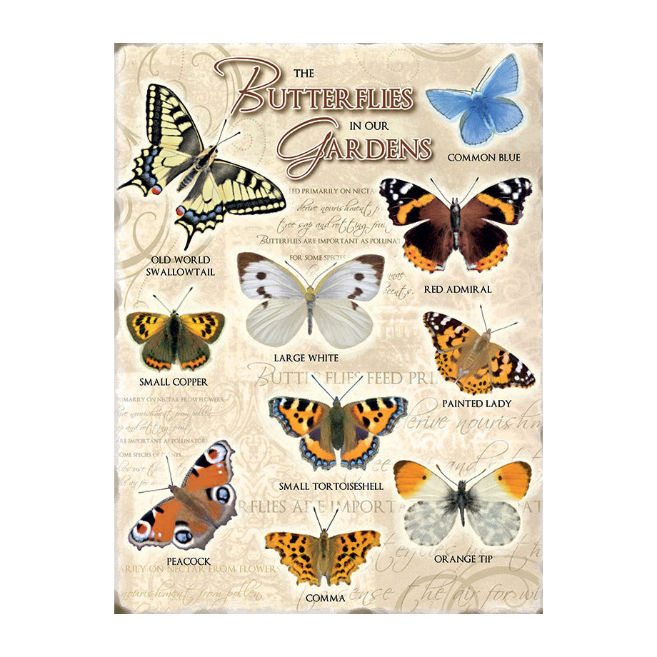 Butterflies in our Gardens (Small)