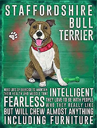 Staffordshire Bull Terrier Dog (Small)